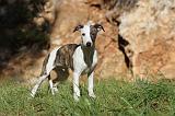 WHIPPET 079